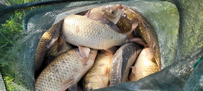 Cunneries Fishery